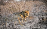 31 - LIONS ETOSHA EARLY MORNING - SIMON CLAUDE - belgium <div